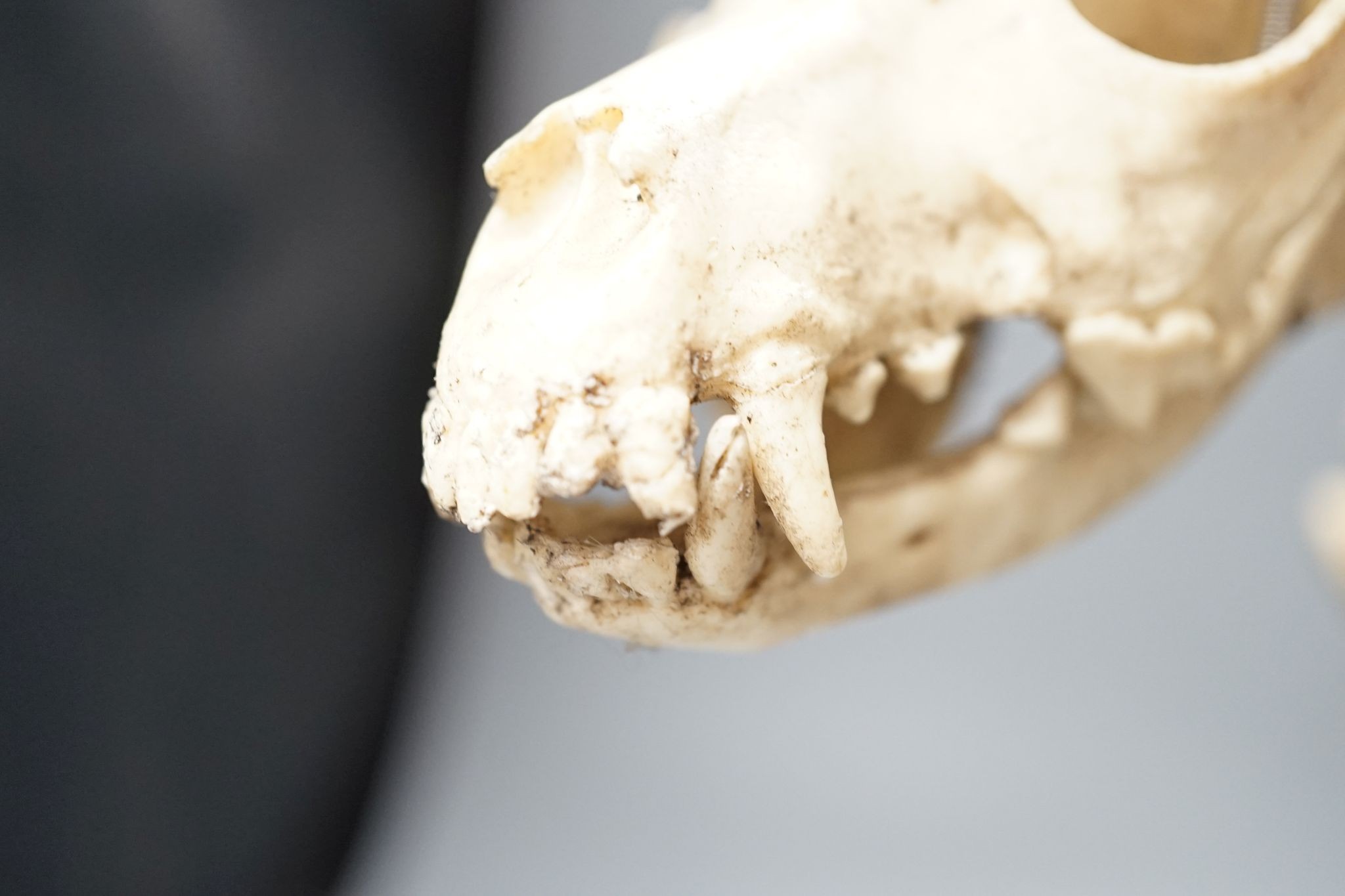 A veterinary skeleton dog demonstration display model, 50 cms wide.